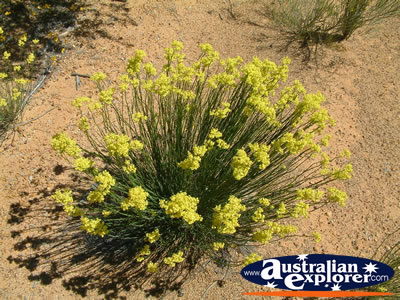 Bright Yellow Wildflowers on Way to Dalwallinu . . . CLICK TO VIEW ALL DALWALLINU POSTCARDS