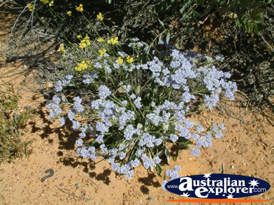 Heaps of Wildflowers on Way to Dalwallinu . . . CLICK TO VIEW ALL DALWALLINU POSTCARDS