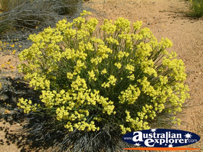 Blooming Wildflowers on Way to Dalwallinu . . . CLICK TO VIEW ALL DALWALLINU POSTCARDS