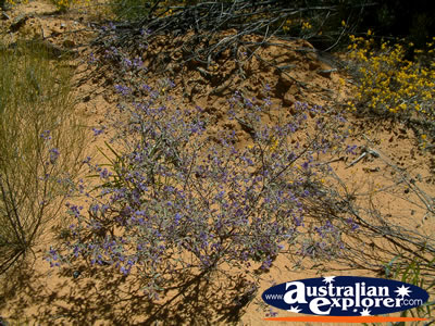 Picked Wildflowers on Way to Dalwallinu . . . CLICK TO VIEW ALL DALWALLINU POSTCARDS