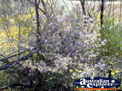 Wildflowers in Forest on Way to Dalwallinu . . . CLICK TO VIEW ALL DALWALLINU POSTCARDS