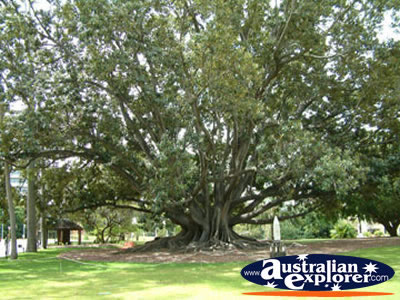 Tree in Perth . . . CLICK TO VIEW ALL PERTH POSTCARDS