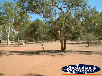 Mary Pool Trees on Way to Fitzroy Crossing . . . CLICK TO VIEW ALL FITZROY CROSSING POSTCARDS