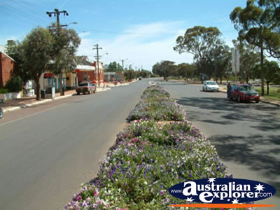 Pretty main street in Dalwallinu . . . VIEW ALL DALWALLINU PHOTOGRAPHS