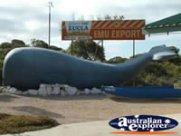 Eucla Whale . . . CLICK TO ENLARGE