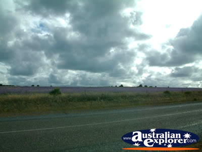 Road Between Kalbarri And Northampton . . . VIEW ALL KALBARRI PHOTOGRAPHS