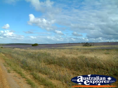 Grassy Paddock Between Kalbarri And Northampton . . . VIEW ALL KALBARRI PHOTOGRAPHS