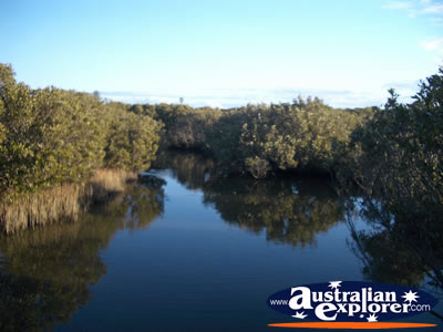 Mangrove Cove Scenery . . . VIEW ALL BUNBURY PHOTOGRAPHS