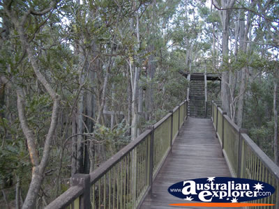 Dwellingup Jarrah Canopy Walk Forest Heritage Centre . . . CLICK TO VIEW ALL DWELLINGUP POSTCARDS