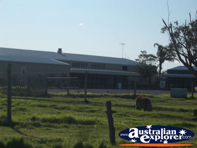 Harvey Cheese Factory . . . VIEW ALL HARVEY PHOTOGRAPHS