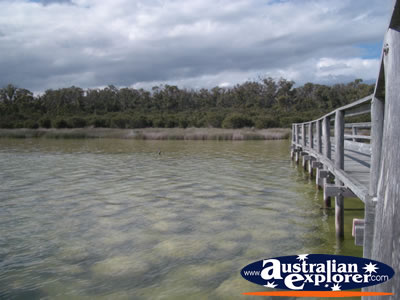 The Thrombolites in Lake Clifton . . . CLICK TO VIEW ALL LAKE CLIFTON (THE THROMBOLITES) POSTCARDS