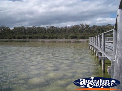 The Thrombolites in Lake Clifton . . . VIEW ALL LAKE CLIFTON (THE THROMBOLITES) PHOTOGRAPHS