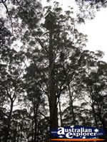 Manjimup Diamond Tree Lookout . . . CLICK TO ENLARGE