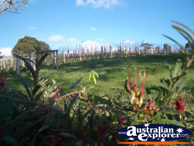View of Margaret River Wine Region . . . CLICK TO VIEW ALL MARGARET RIVER POSTCARDS