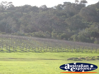 Margaret River Wine Region . . . VIEW ALL MARGARET RIVER PHOTOGRAPHS
