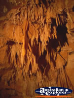 Caves Roof in Yanchep National Park . . . CLICK TO ENLARGE