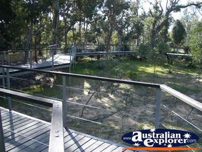 Yanchep National Park Boardwalk . . . VIEW ALL YANCHEP (KOALA BOARDWALK) PHOTOGRAPHS