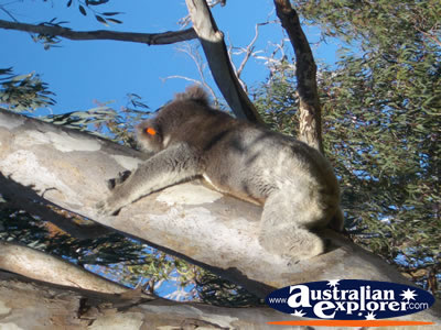 Koala on Branch at Yanchep National Park Boardwalk . . . CLICK TO VIEW ALL YANCHEP (KOALA BOARDWALK) POSTCARDS