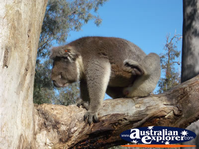 Yanchep National Park Koala Boardwalk . . . CLICK TO VIEW ALL YANCHEP (KOALA BOARDWALK) POSTCARDS
