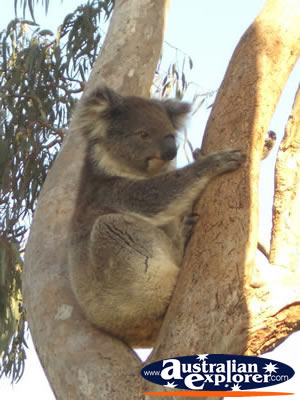 Koala Boardwalk in Yanchep National Park . . . CLICK TO VIEW ALL YANCHEP (KOALA BOARDWALK) POSTCARDS