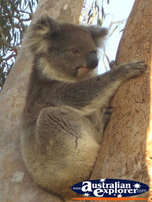 Koala in Tree at Yanchep National Park Koala Boardwalk . . . CLICK TO VIEW ALL YANCHEP (KOALA BOARDWALK) POSTCARDS