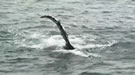 Humpback Whale Video